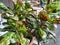 The beautiful of Puring plant ( Codiaeum variegatum) in the garden