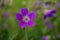 Beautiful purpel flower close up on a green background