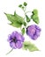 Beautiful purple abutilon flowers on a stem with green leaves isolated on white background.