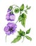 Beautiful purple abutilon flowers on a stem with green leaves isolated on white background. Watercolor painting