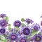 Beautiful purple African daizy flowers with exotic leaves on white background. Seamless floral pattern.