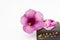 Beautiful Purple Allamanda flower blooming with candle fantacy o