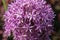 Beautiful purple Allium flower Decorative Onion in the garden.