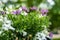 Beautiful purple American daisy flowers and white lobelia flowers. balcony. Large blurry trees in the background