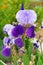 Beautiful purple Amethyst Flame Iris flower