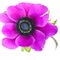 Beautiful purple anemone flower