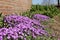 Beautiful purple aubretia flowers in the border in the garden in spring