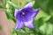 Beautiful Purple Balloon Flower Blossom with Buds