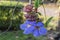 Beautiful purple Bengal Trumpet flowers or Thunbergia grandiflora in the garden.