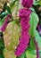 Beautiful purple blossoms of an Amaranth plant