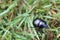 Beautiful purple blue dung beetle is crawling on grass Germany