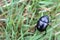 Beautiful purple blue dung beetle is crawling on grass Germany