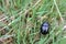 Beautiful purple blue dung beetle is crawling on grass Germany