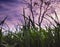 Beautiful purple blurred clouds on a background of green grass and trees