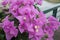 Beautiful purple bougainvillea bloom in garden