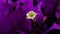 Beautiful purple bougainvillea close up.