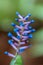 Beautiful purple bromeliad flower or Match Stick plant flower in a garden.Aechmea gamosepala plant