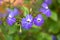 Beautiful Purple Bush Violets in Colorful Blurred Background