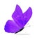 Beautiful Purple Butterfly