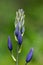 Beautiful purple Camassia flower buds blossoming at the western part of North America