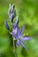 Beautiful purple Camassia flowers blossoming at the western part of North America