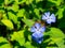 A Beautiful purple `Ceratostigma willmottianum, Chinese plumbago` is a species of flowering plant in the family Plumbaginaceae.