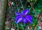 Beautiful purple clematis flower in closeup, climbing plant, popular cultivated garden plant, ornamental flowers