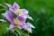 Beautiful purple Clematis flowers in summer garden wet from rain