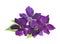 Beautiful Purple clematis Isolated