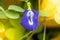 Beautiful purple clitoria ternatea or purple butterfly pea flower