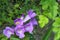 Beautiful purple cluster of flowers in a lush Thai garden.