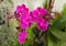 Beautiful purple cluster of Phalaenopsis orchid flowers