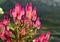 Beautiful purple color of Celosia Argentea Spicata flowers