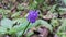 Beautiful purple color flower photo