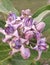 Beautiful purple color flower Of the shrub genus .This  tree or flower is known by many names as calotrope, milkweed, calotrpis, m
