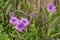Beautiful purple color petals of Britton`s wild petunia know as Mexican bluebell, blooming on green leaves blurred background