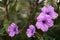 Beautiful purple color petals of Britton`s wild petunia or Mexican bluebell on green leaves blur background