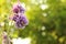A beautiful purple columbine flower closeup and a green background