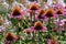 Beautiful purple cone flowers echinacea with phloxes in the background