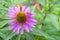 A beautiful purple coneflower in a garden, used as a herbal medicine and anti-depressant, echinacea purpurea