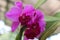 Beautiful purple Crimson Cattleya Orchid