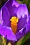 Beautiful purple crocus flower in a large approximation