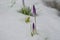 Beautiful purple crocus flowers budding through snow