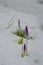 Beautiful purple crocus flowers budding through snow