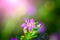 beautiful purple Cuphea hyssopifolia flower
