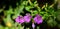 Beautiful Purple Cuphea Hyssopifolia Flower