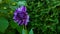 Beautiful purple dahlia close-up in the garden.