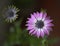 Beautiful purple daisy in the garden. Purple daisy flower with white details - close up