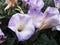 Beautiful purple datura flower with raindrops with green leaves