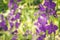 Beautiful purple Delphinium flowers on a nature